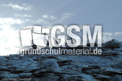 Königskormoran (19 von 19).jpg